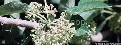 Osage-orange